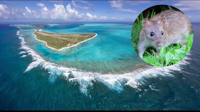 Midway Atoll eradicated invasive rats after Bonin petrels had fallen to fewer than 5,000 nesting pairs; by 2008 the seabird colony had rebounded to more than 135,000 pairs