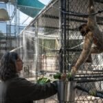 50 years ago, this California sanctuary began saving some of the world’s rarest gibbons, today, their morning songs are a remarkable story of survival