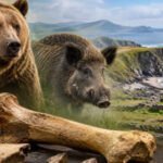 For 30 years, the “Kerry cow” bones were seen as proof of early farming in Ireland; scientists now say they belonged to a bear and wild boar
