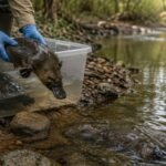 A severe drought forced Australian scientists to rescue platypuses and keep them in captivity for five months; after being returned to the wild, they rebuilt their home ranges and resumed normal movements within days