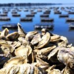 Thieves stole 400,000 juvenile oysters worth about 0,000 from an Australian farm; the grower says a third of his stock is gone and the theft has set him back two to three years