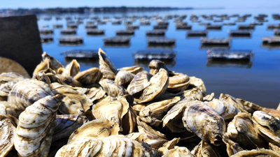Thieves stole 400,000 juvenile oysters worth about $350,000 from an Australian farm; the grower says a third of his stock is gone and the theft has set him back two to three years
