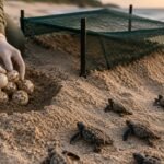 Conservationists move threatened sea turtle nests to safer sand to save eggs from heat and tides; a 2-year study found lower hatching success, smaller hatchlings and just 8% males in one season