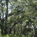In 2005, a couple bought a 2,300-acre Napa ranch for  million; after a 17-year battle over plans for vineyards, the land was bought for  million and is becoming a public preserve