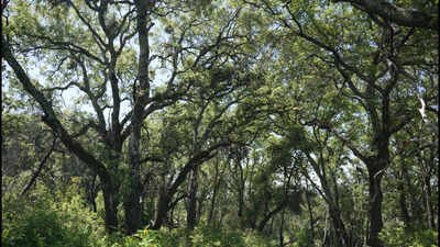 In 2005, a couple bought a 2,300-acre Napa ranch for  million; after a 17-year battle over plans for vineyards, the land was bought for  million and is becoming a public preserve