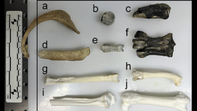 55 million-year-old penguin fossils reveal hidden chemical clues about Antarctica before the continent became frozen |