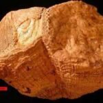 70 million years ago, Earth had 372 days a year. An ancient shell reveals days lasted just 23 hours and 31 minutes