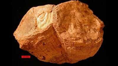 70 million years ago, Earth had 372 days a year. An ancient shell reveals days lasted just 23 hours and 31 minutes