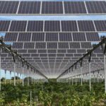 A French winemaker spent €4 million on 6,000 solar panels to protect grapes from heat and hail, but lost the official cognac label | World News