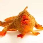Photo Ark: Meet the red handfish, the critically endangered ‘walking’ fish that became Photo Ark’s 18,000th species
