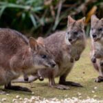 In 1912, New Zealand released wallabies near Rotorua; they now occupy more than 200,000 hectares and, if left unchecked, could spread across a third of the country by 2065, causing  million in damage a year