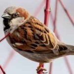In 1867, Canterbury released 40 house sparrows to eat crop pests; within 15 years New Zealand was poisoning the birds and paying bounties after they began stripping grain crops