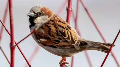 In 1867, Canterbury released 40 house sparrows to eat crop pests; within 15 years New Zealand was poisoning the birds and paying bounties after they began stripping grain crops
