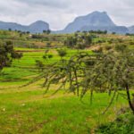 Around 150 BCE, Aksum rose along Red Sea trade routes; researchers say surviving Tigray grapevines may preserve part of that ancient agricultural legacy