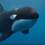 A rare orca known as “La Abuela” was found with wounds consistent with shotgun pellets; the suspected attack could threaten an entire Iberian population of fewer than 40 whales