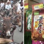 Pakistani Donkeys: Why Pakistan’s donkeys are becoming valuable in China: What is driving a surprising demand for the humble animal