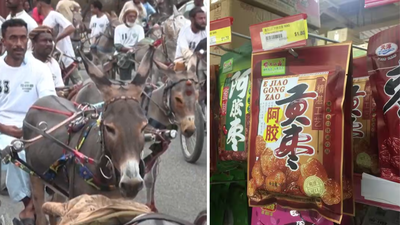 Pakistani Donkeys: Why Pakistan’s donkeys are becoming valuable in China: What is driving a surprising demand for the humble animal