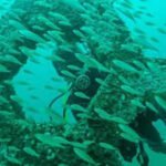 In 2018, Florida opened America’s first permanent underwater sculpture garden 58 feet below the Gulf; it has grown into a living reef where more than 100 species have been documented