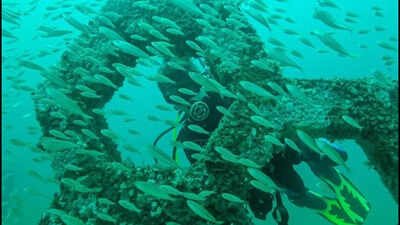 In 2018, Florida opened America’s first permanent underwater sculpture garden 58 feet below the Gulf; it has grown into a living reef where more than 100 species have been documented