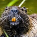 After disappearing for decades, seven beavers returned to California’s Tule River and began restoring the landscape | World News