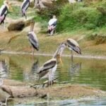 Galveston Bay Waterbirds: In the 1930s, Texas built 3 bird-nesting islands from dredged mud; all vanished, but one rebuilt 4.5-acre island now hosts more than 2,500 nesting pairs