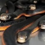 An Australian family noticed snakes disappearing into a backyard mulch pile; snake catchers found 102 venomous snakes underneath | World News