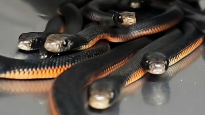 An Australian family noticed snakes disappearing into a backyard mulch pile; snake catchers found 102 venomous snakes underneath | World News