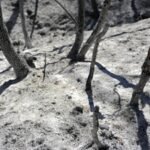Record heat ruins harvest in South Korea, Japan, Hong Kong