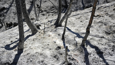 Record heat ruins harvest in South Korea, Japan, Hong Kong