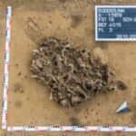 Archaeologists found a 7,000-year-old pit packed with beaver bones; it reveals how Europe’s first farmers used animal fur | World News