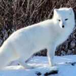 Fur traders introduced Arctic foxes across Alaska’s Aleutian Islands to produce pelts; by killing seabirds, the foxes helped turn lush grasslands into tundra