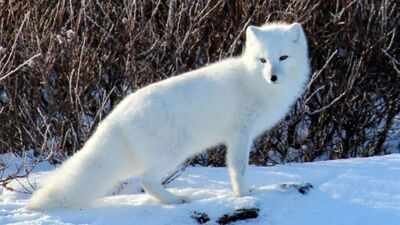 Fur traders introduced Arctic foxes across Alaska’s Aleutian Islands to produce pelts; by killing seabirds, the foxes helped turn lush grasslands into tundra