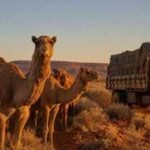 Australia’s feral camels were abandoned when trucks replaced them. More than a century later, their isolation is attracting Gulf breeders
