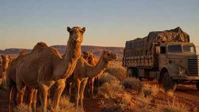 Australia’s feral camels were abandoned when trucks replaced them. More than a century later, their isolation is attracting Gulf breeders