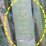 Tourists carved names into around 350 bamboo stalks in Kyoto’s Arashiyama grove; the damage cannot be repaired, so officials began cutting bamboo and moving the grove beyond visitors’ reach