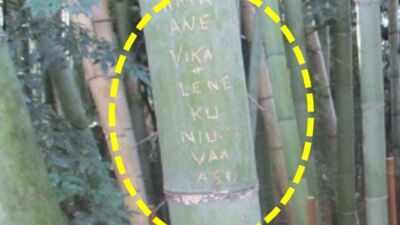 Tourists carved names into around 350 bamboo stalks in Kyoto’s Arashiyama grove; the damage cannot be repaired, so officials began cutting bamboo and moving the grove beyond visitors’ reach