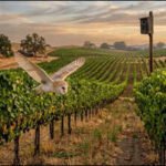 Vineyards: California vineyards installed more than 500 owl boxes; fields with more barn owls had up to 52% fewer rodents without using additional poison