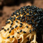 In 1988, USDA scientists released flea beetles in North Dakota to fight a stubborn weed; their descendants spread across America and restored rangelands
