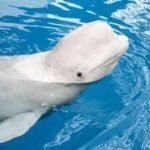 In 2001, scientists tested 4 beluga whales at a New York aquarium; 98 sessions later, it was found the Arctic whales may recognise themselves