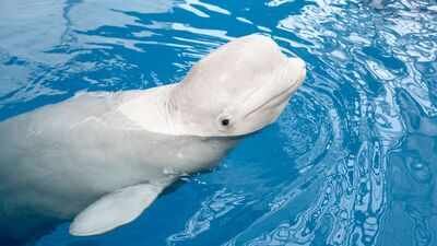 In 2001, scientists tested 4 beluga whales at a New York aquarium; 98 sessions later, it was found the Arctic whales may recognise themselves