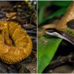 Brazil’s Snake Island is home to just two snake species, including one of the world’s most venomous pit vipers | World News