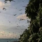 Ulong: In 2024, Palau removed invasive rats from Ulong Island; one year later, fish biomass rose 183% and leaf nitrogen increased about 80% at one reef site