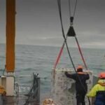 Britain is dropping 20 concrete reef cubes and 44 tons of scallop shells into the sea in the hope to bring back its native oysters who have reduced by 95% since 1800s