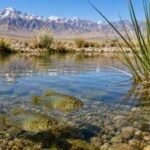 California biologist Phil Pister saved the last Owens pupfish from extinction in 1969 by carrying every surviving fish in two buckets | World News