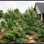 California man’s front-yard food forest was approved by his HOA; a new board later fined him 0 for the same garden
