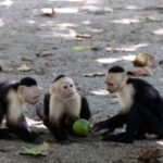 Scientists watched wild capuchin monkeys for 45 months and recorded around 280 vertebrate-eating events; when fruit became scarce, the monkeys increasingly turned to lizards, snakes and other animals for food