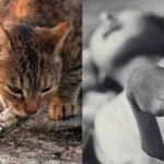 Cats went mad, birds fell from the sky, and a disease caused by poisoned seafood devastated an entire Japanese coastal community | World News