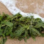 In 2000, an aquarium plant escaped into California waters; removing the ‘killer algae’ took six years and over  million