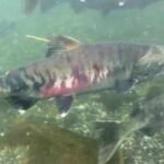 In the early 1990s, fewer than 1,000 threatened chum salmon returned to this Washington watershed; recent returns average 32,600 a year as a .7 million river restoration nears completion