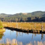 Oregon’s Siletz Bay is restoring 37 acres of tidal wetland this summer, digging new channels where more than a century of diking turned marsh into pasture